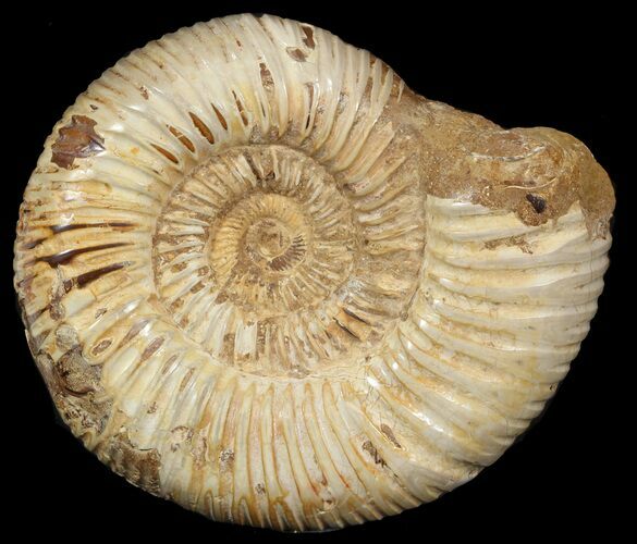 Perisphinctes Ammonite - Jurassic #46905